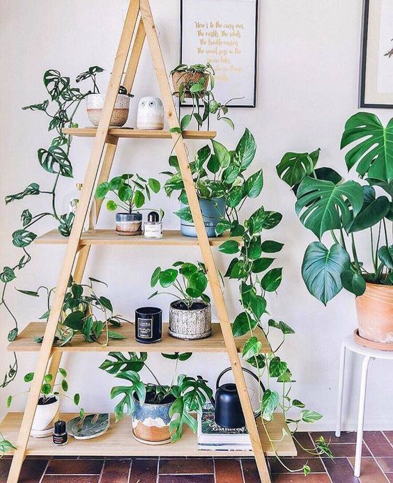 Organização das plantas. Foto: Pinterest.